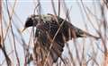 World Earth Day - spring bird watching in Thatcham