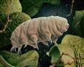 Waterbears, hoverflies and ghostslugs - oh my! Woodland Trust's top 10 hidden treasures