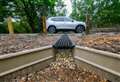 Adder tunnels helping to protect endangered snake
