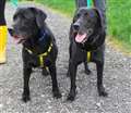 Labrador pair desperate to be rehomed together