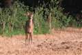 Deer at Sandleford