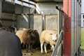 East Ilsley sheep fairheld today (Sunday)