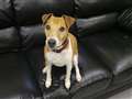 Four-legged Dave seeking special someone
