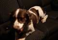 Police help dog reunite with owners