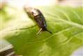 How to tackle slugs in your garden now pellets are banned 
