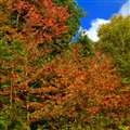 Autumn leaves
