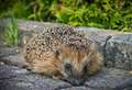 Hedgehog superhighway