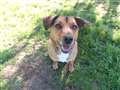 Terrier cross takes the biscuit