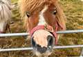 School’s Wild West Summer Fete a blast