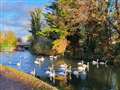 Advice on feeding swans during the winter months
