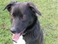 Dog of the Week