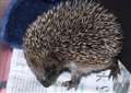 Help a hungry hedgehog this spring with numbers in rapid decline 