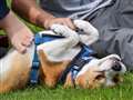 Every dog has its day at fun show