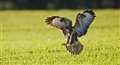 Buzzardgate: Benyon performs U-turn on plan to control birds