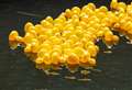 Duck Race to return next month