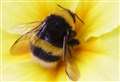 Looking out for the bees