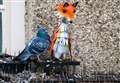 Pigeons may need culling again