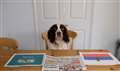 Could Tilly be a World Cup wonderdog?
