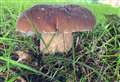 Wild mushroom foraging in West Berkshire: porcini - king of the forest