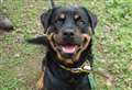 Help keep Purdy smiling with a loving new home