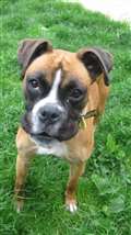 Dog of the Week
