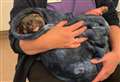 Animal welfare charity needs public support as dog abuse cases rise