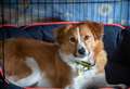 Dogs Trust advice on pets and fireworks