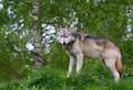 Beenham escape wolf Torak dies