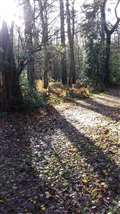 A winter walk