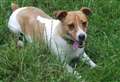 Dog of the Week