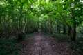 Group started to save Thatcham woodland off Floral Way 