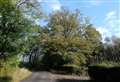 National Trust cuts down diseased beech tree in Woolton Hill