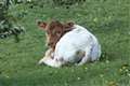 Calves on Greenham Common