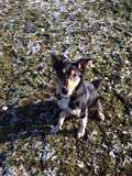 Active young dog seeks active new owner 
