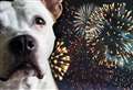 Protect your dogs from New Year's Eve fireworks