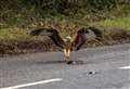 Red kite's photo shoot