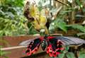 Butterflies brighten up the rainy summer thanks to Living Rainforest