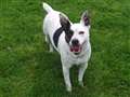 Young terrier hot on trail of new home