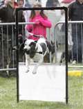 Two dog shows and a garden party today (Sun)