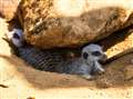 Meerkats at Beale Park West Berkshire cool off in UK heatwave