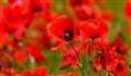 Beautiful Poppy fields between Yattendon and Hampstead Norreys 