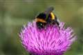 UK government allowing bee-harming pesticide use, putting bee colonies under extra strain