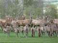Bucklebury deer safari among highlights of events today