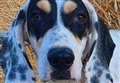 Missing rescue dog