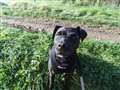 Young terrier seeking love and attention in a new home