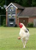 Cockerel takes up residence at cricket club
