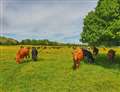 Petition for 20mph limit on Hungerford common 