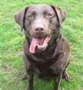Dog of the Week