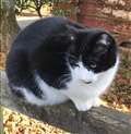 British Veterinary Association issues advice to cat owners in relation to Covid-19