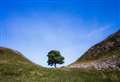 Sycamore Gap ‘Tree of Hope’ coming to Newbury